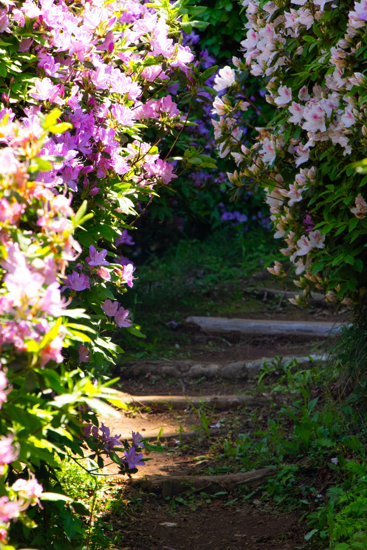 Sti gjennom blomster — bilde av en vei videre